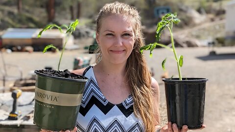 We're Repotting Tomatoes!