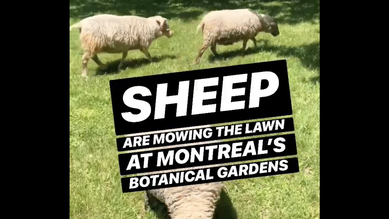 Sheep Are Mowing The Lawn At The Botanical Gardens In Montreal