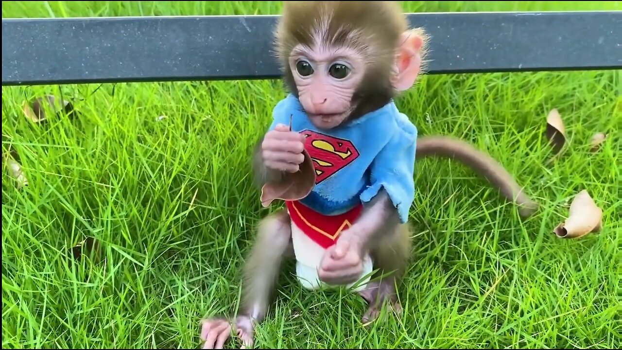 MONKEY goes to Toilet and PLAYS with PUP. Long Tail Monkey