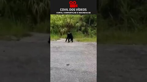 macaco desligando câmera 😮😮😮