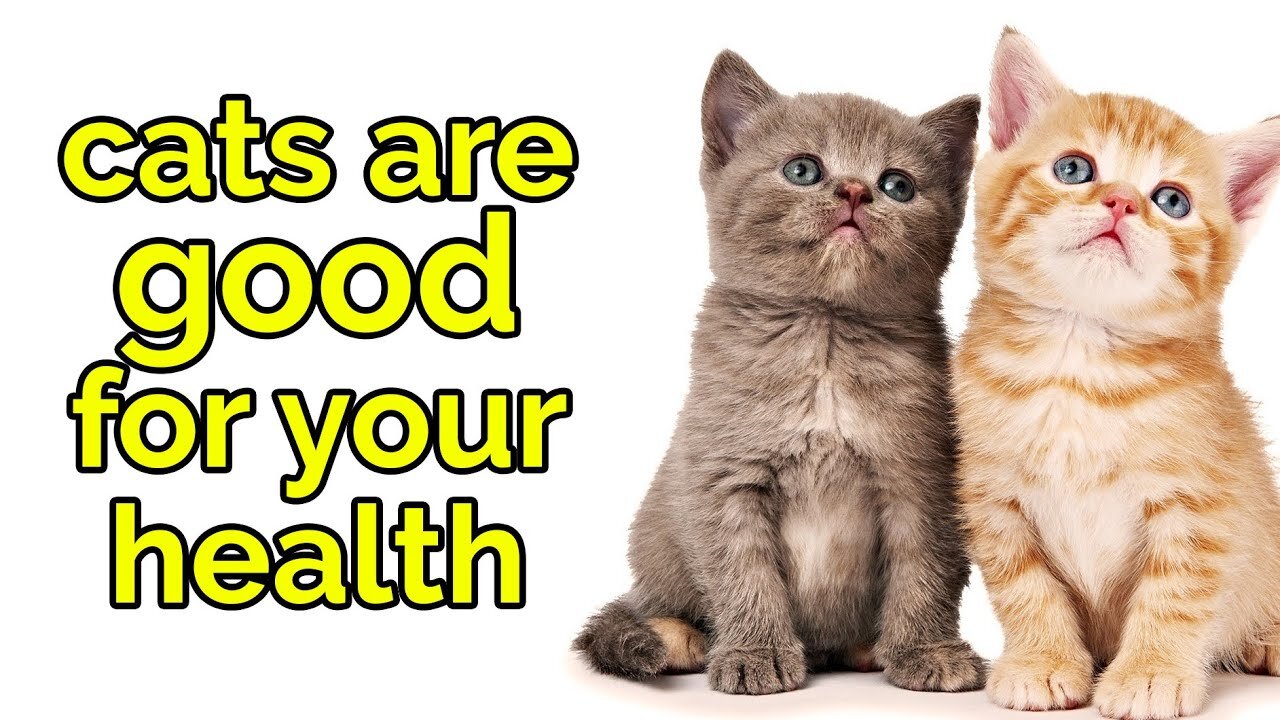 Cats Are Good For Your Health