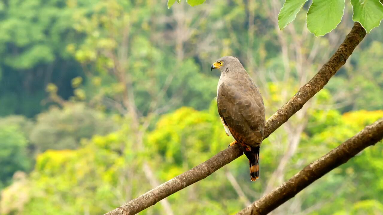 eagle