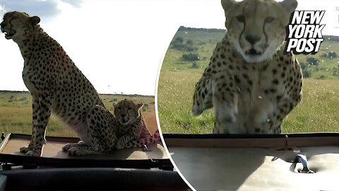 Cocky cheetahs jump onto safari SUV