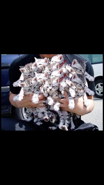 DAILY HAPPY VIDEO (13) - MAN SAVES EVERY LAST KITTEN!! Have A Great Tuesday Everyone!!