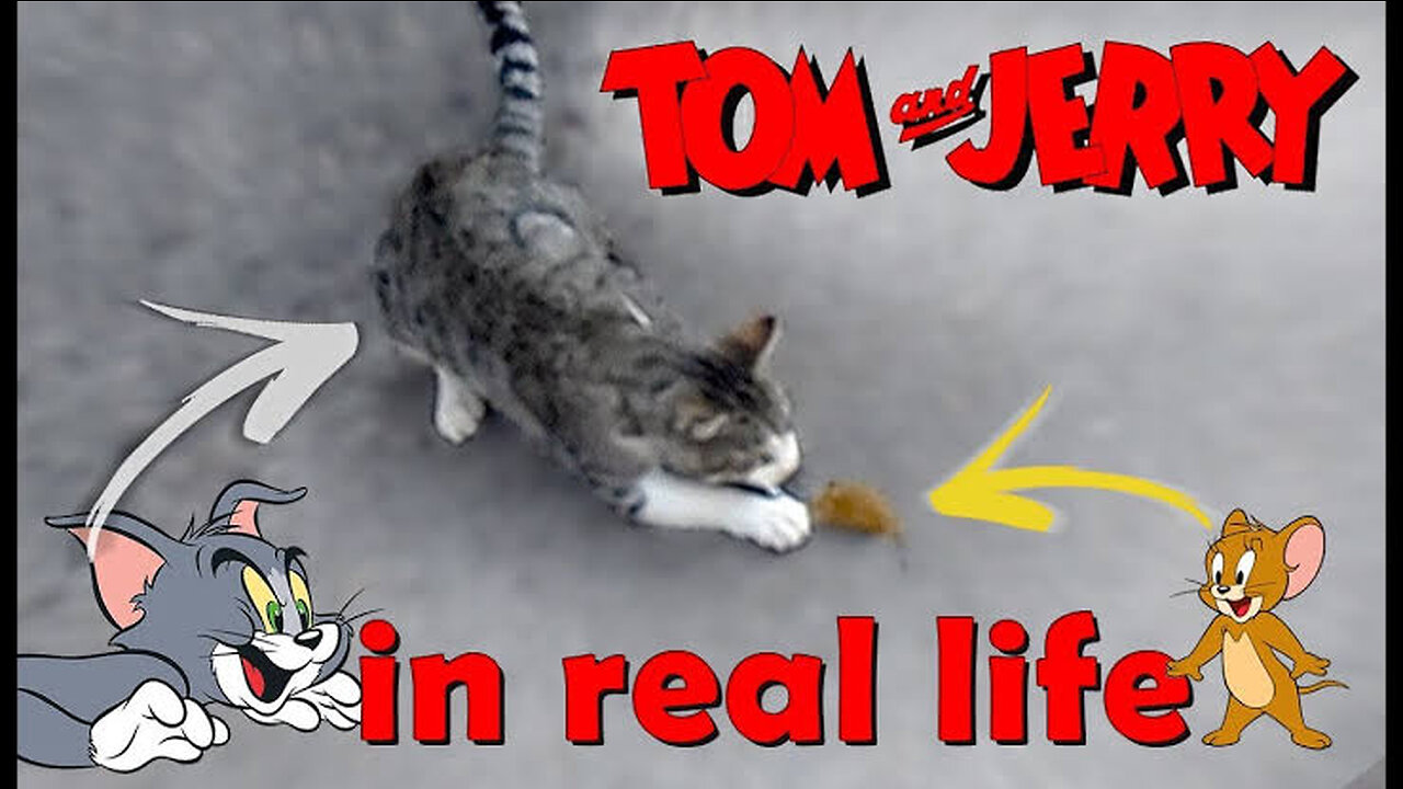 Tom & jerry show in real life part - 2 😎