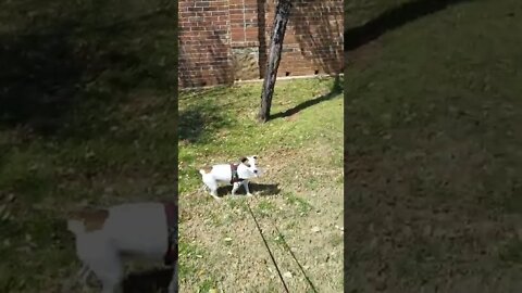 Dog Carrying Bottle