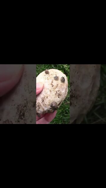 Weird Nature: Snails #Shorts 🌿