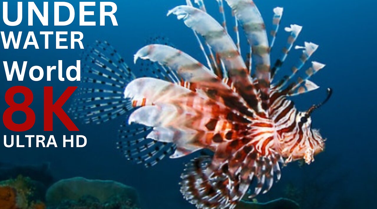 Underwater World 8K ULTRA HD – Marine Life, Sea Animals and Coral Reef