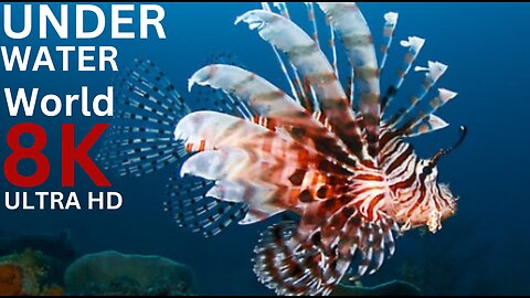 Underwater World 8K ULTRA HD – Marine Life, Sea Animals and Coral Reef