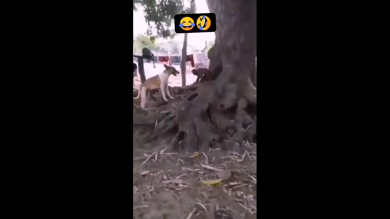 Dog vs monkey fight. Funny🤣