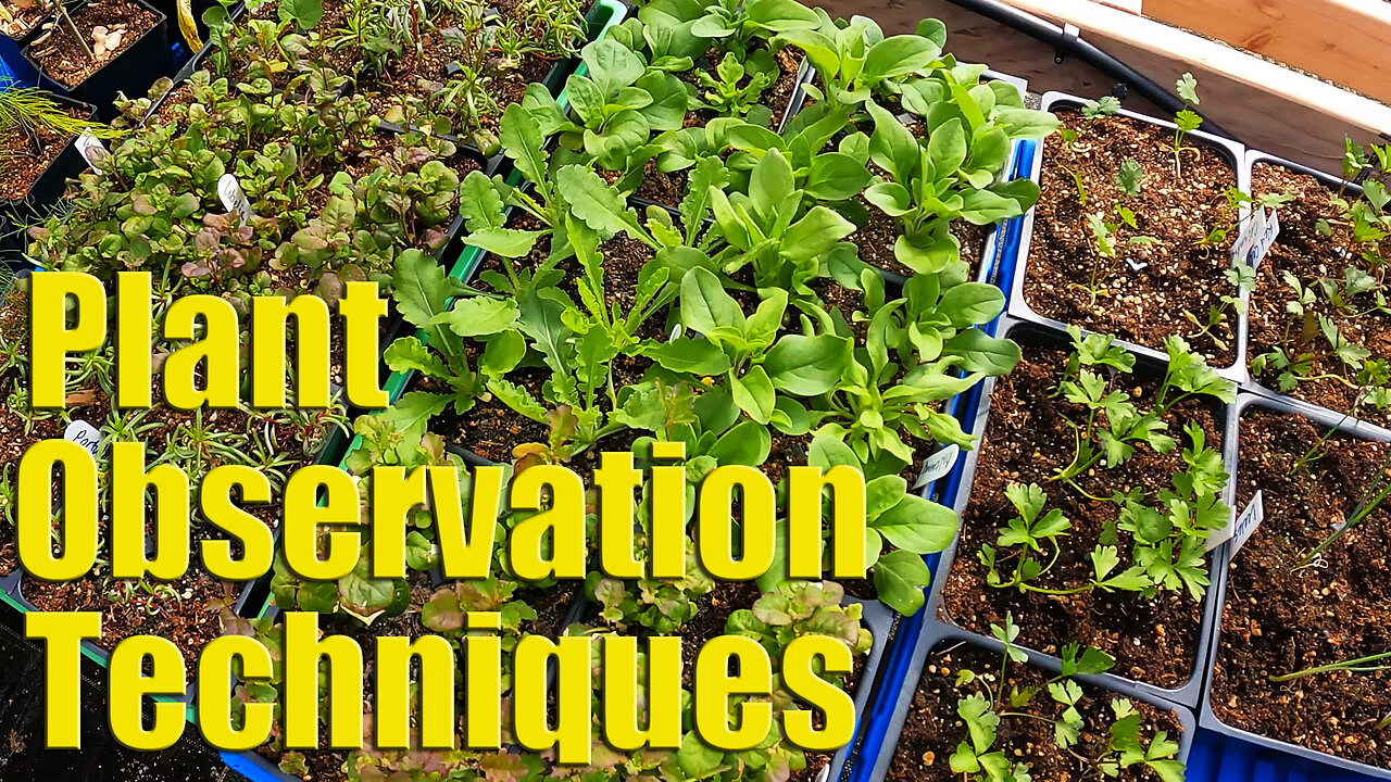 How We Get Great Seedlings & Plant Observation Techniques