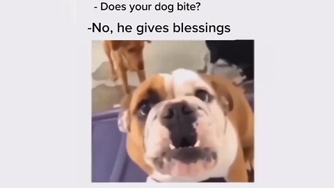 Does your dog bite?? Funny Video