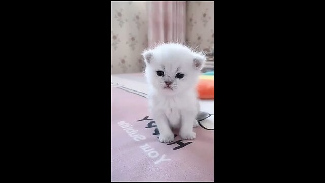 Cute kitten baby cat funny cat