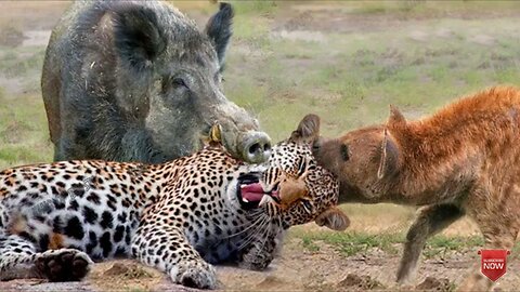 Animals are Amazing moments of life