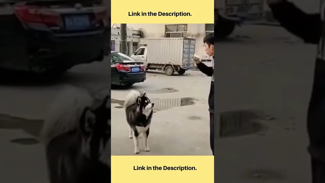 Interesting Dog TV🐶 VIRAL||THE CUTEST DOG EVER 😘🐕||Funny Dog Videos 3.2 #shorts #funny #dog #viral
