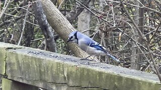 Blue Jay James Gardens Toronto