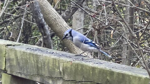 Blue Jay James Gardens Toronto