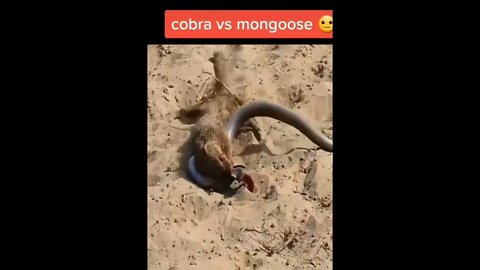 Cobra vs Mongoose😲