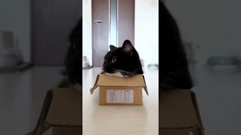funny viral / cute black cat