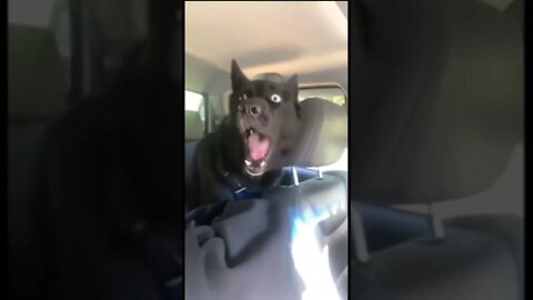 #the #one #and #only D-O double G no new #tesla #memedodoubleg