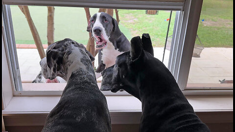 Five Nosey Great Danes Have Fun Looking In & Out the Window