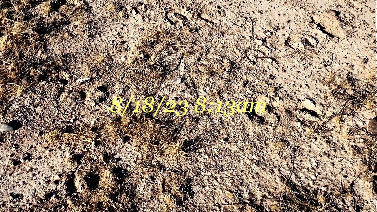 8/18/23 Hoof prints near my home