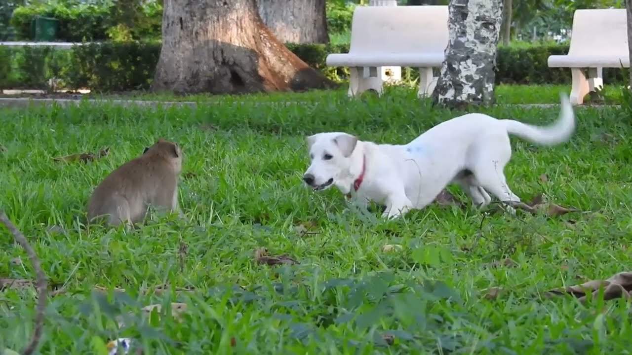 Monkey having fun with dog