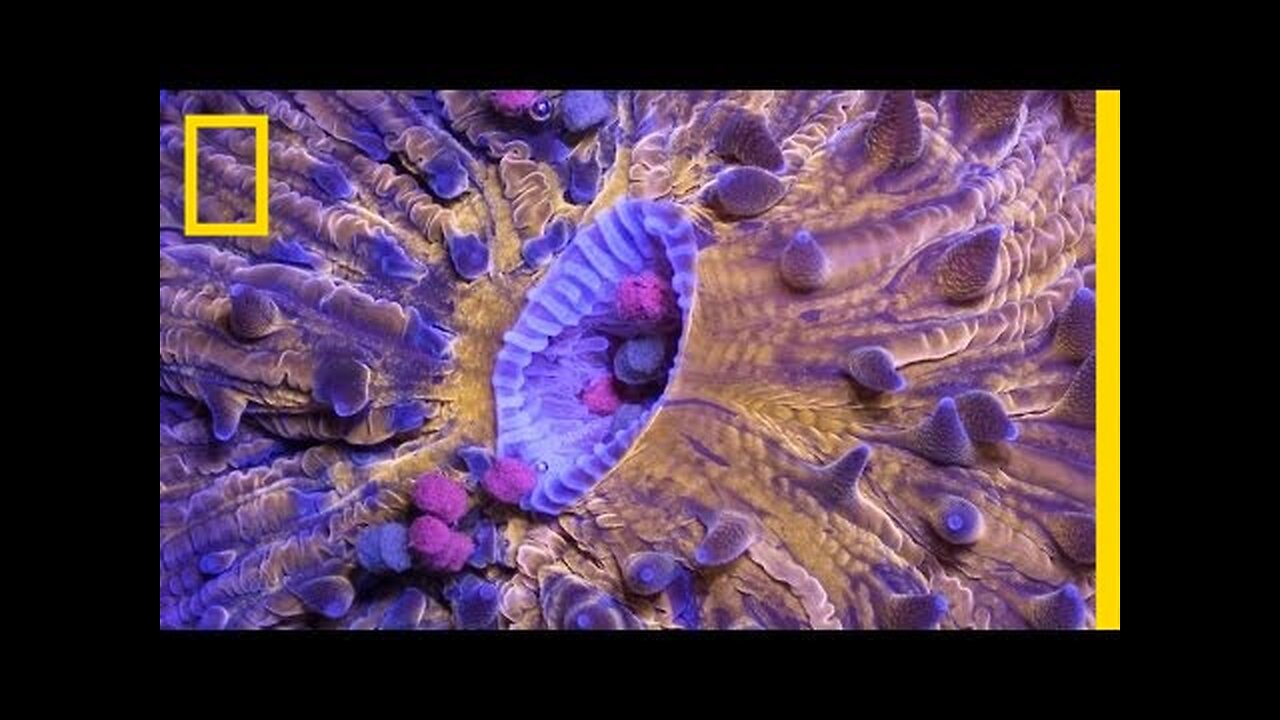 Time-Lapse: Bizarre, Beautiful Ocean Creatures | Short Film Showcase