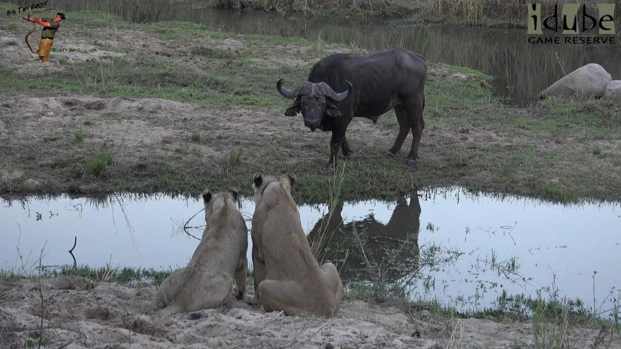 Daughters Of The Mapogo Lions - Rebuilding The Othawa Pride - 140: Watching A Buffalo Bull