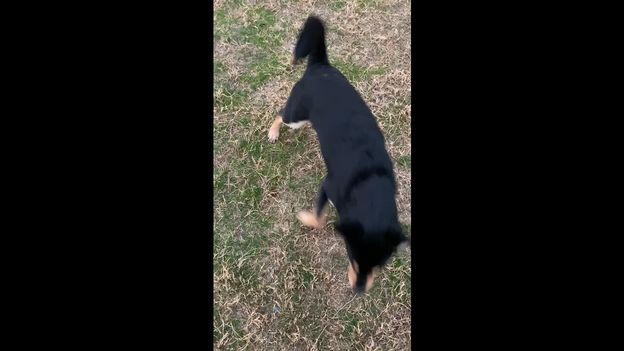 Elvira💜🐶 4 months old Rottsky Playing in the Rain