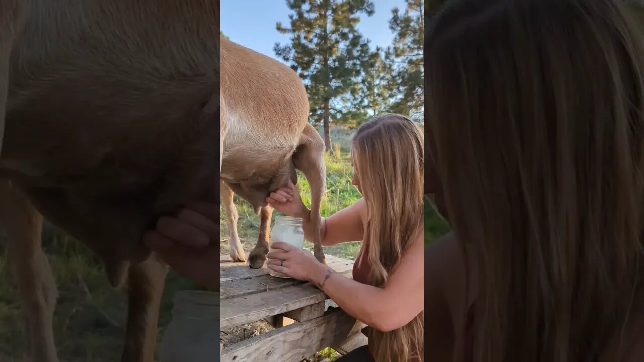 It doesn't always go as planned 🙄 #goats #goatmilk #milking #homestead #farmlife #FarmToTable