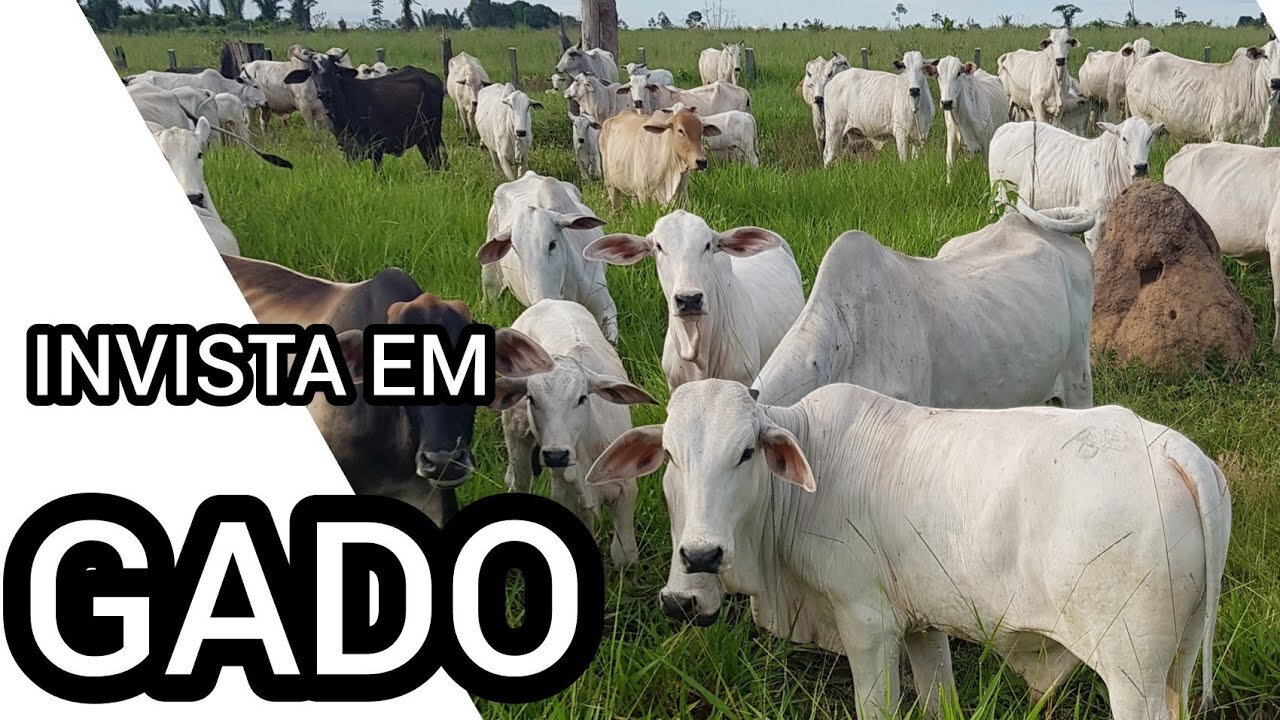 QUAL O SEU NÍVEL DE GADO? DESCUBRA AQUI!