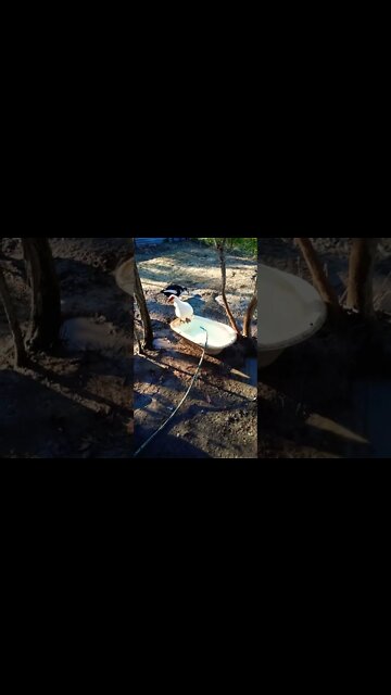 Muscovy duck thinking about getting in the water