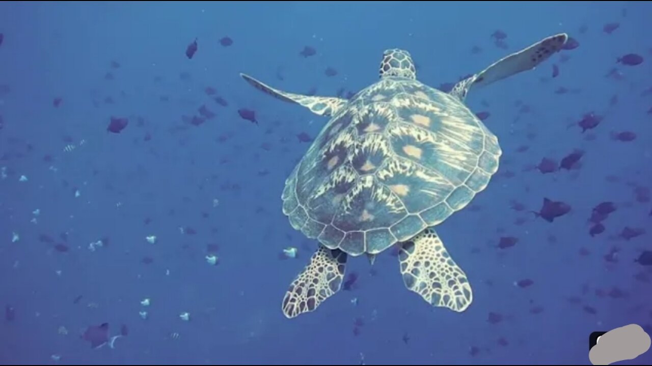 Amazing natural sounds and beautiful discovery video