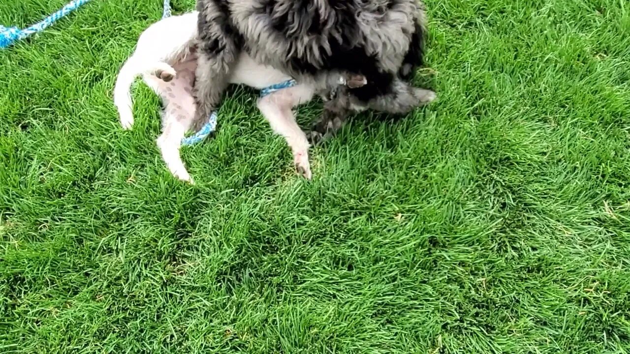 [Jack Russell Terrier Ares] plays with Pepper a Doodleman