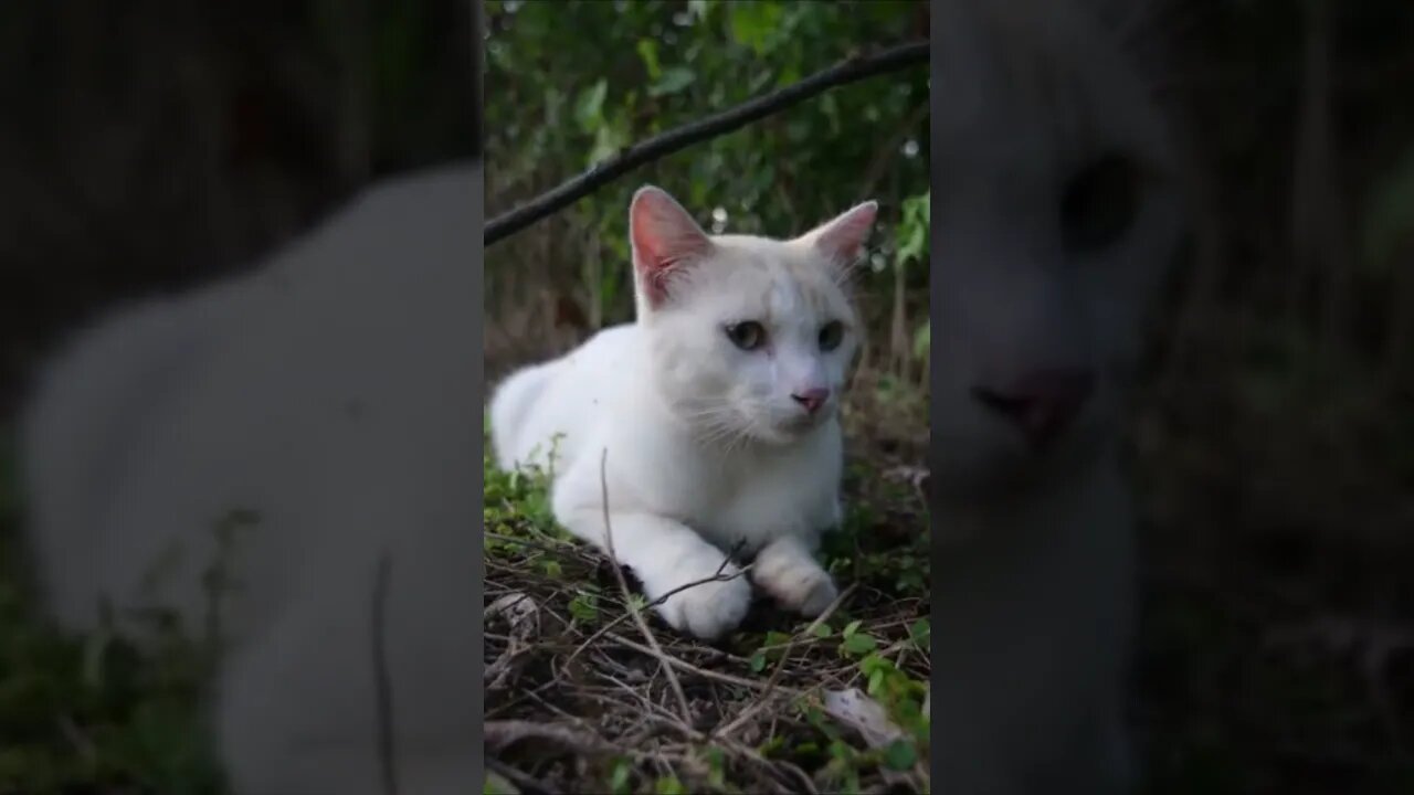 kucing putih imut bermain di rumput