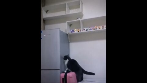 the best cat jump ever