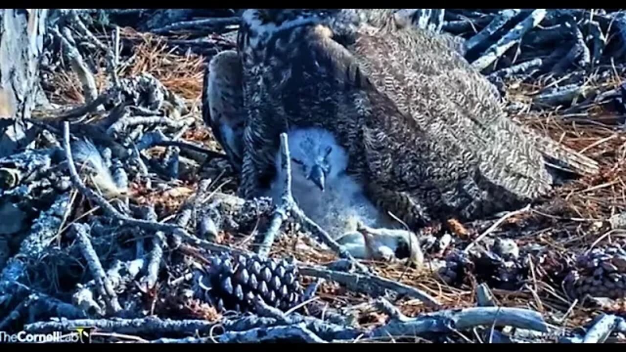 Close up and Adorable 🦉 3/3/22 15:56