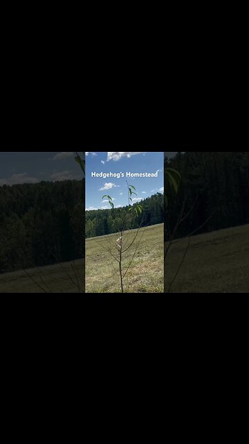 Got a good deal on some trees