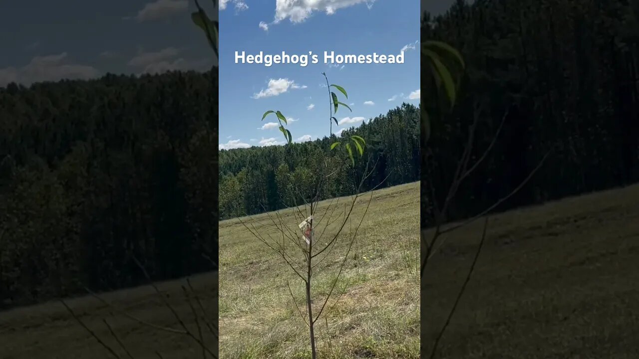 Got a good deal on some trees