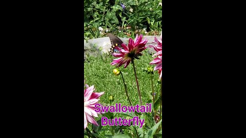 Swallowtail Butterfly