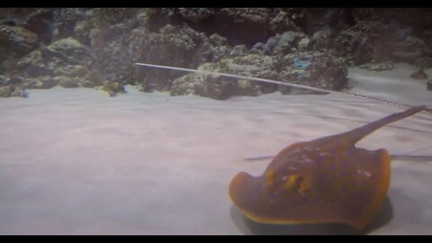 Stingrays under water. Stingrays are a group of sea rays, which are cartilaginous fish related to sh