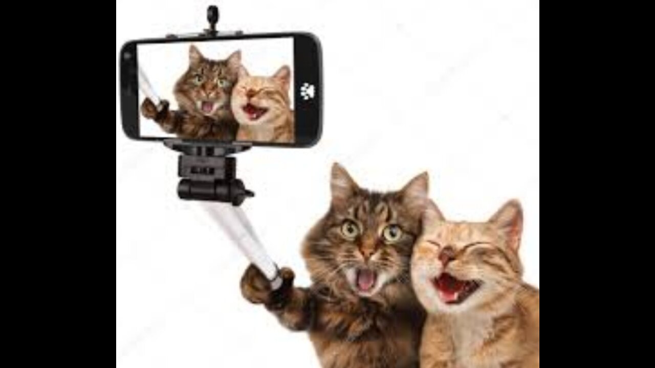 Funny_cats and selfi