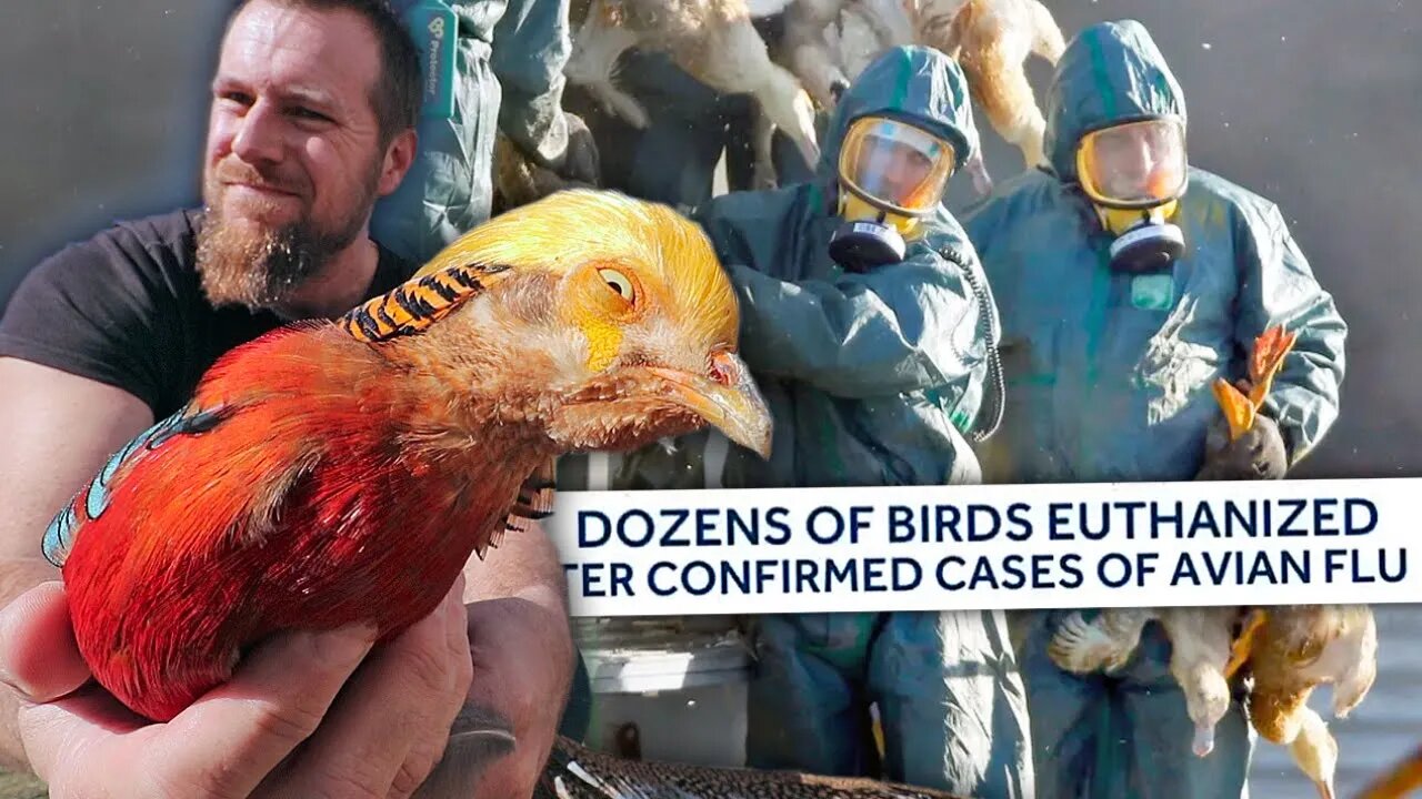 The AVIAN FLU is here… this is our response.