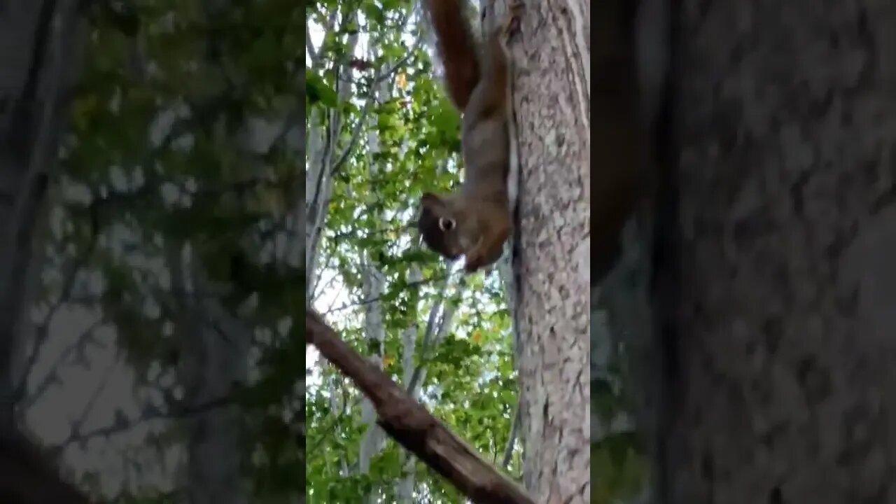 Squirrels are agile little creatures