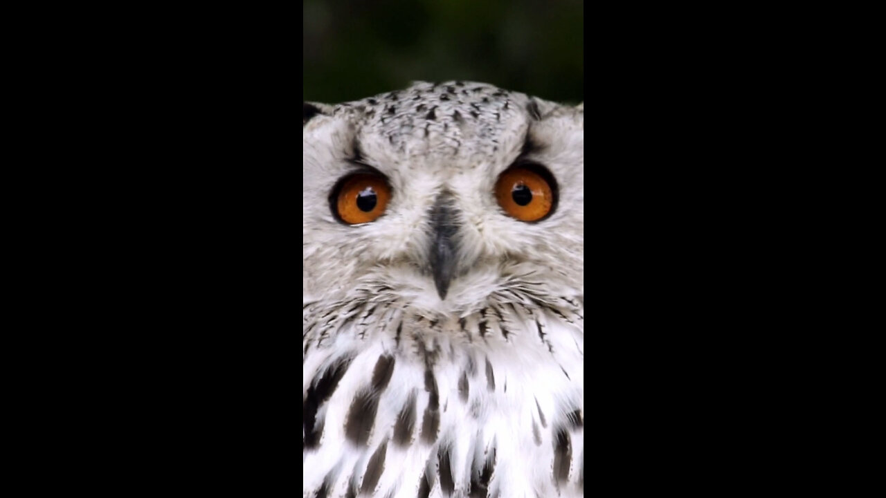 Owls — Raptors — Don't Blink