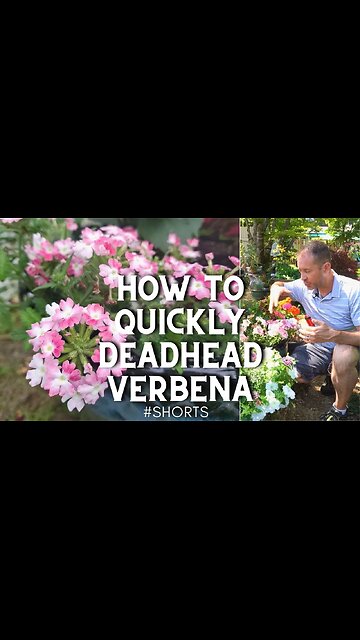 😊How to Quickly Deadhead Verbena ✂️ #shorts