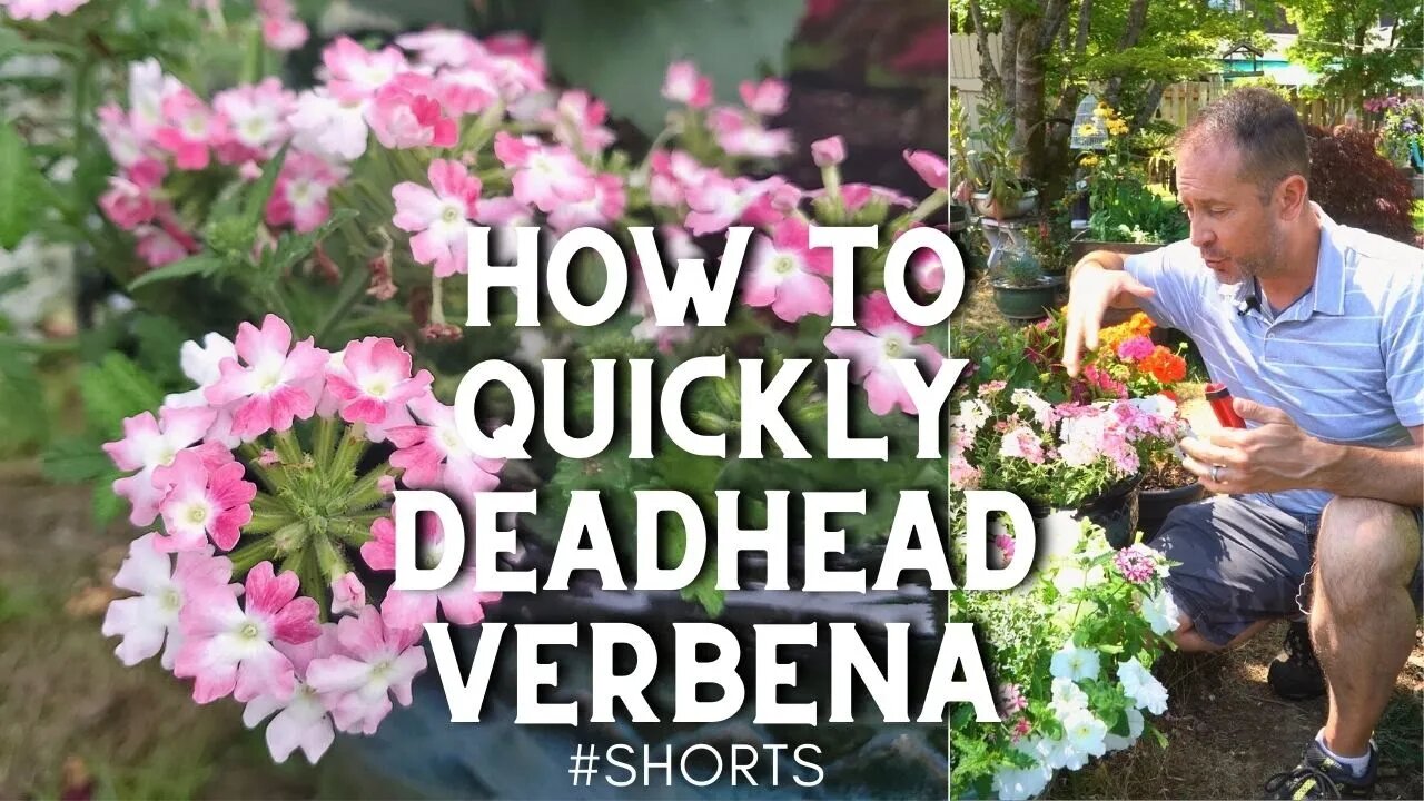 😊How to Quickly Deadhead Verbena ✂️ #shorts