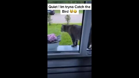 Cat be like be quiet I want to catch a ￼ bird 🤣