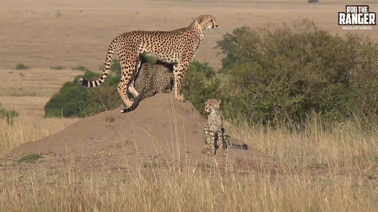 Amani Female Cheetah And Cubs | Beautiful Maasai Mara Safari | Zebra Plains